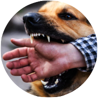 dog bite attorney